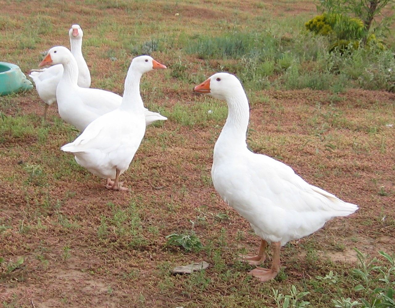 Our white Embden geese. 